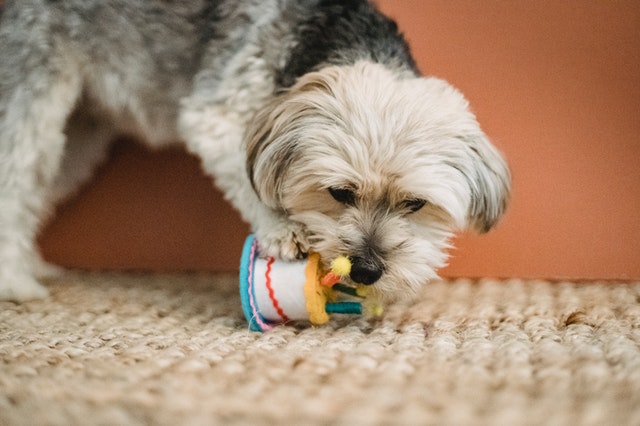 dog destroying toy